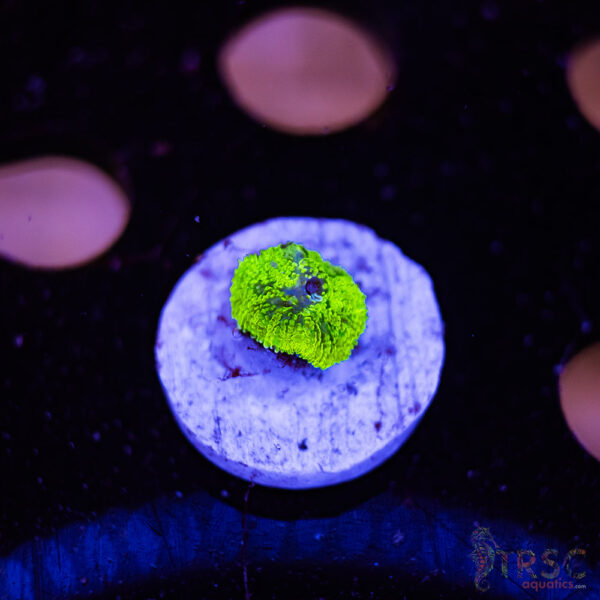 Green Mushroom A05