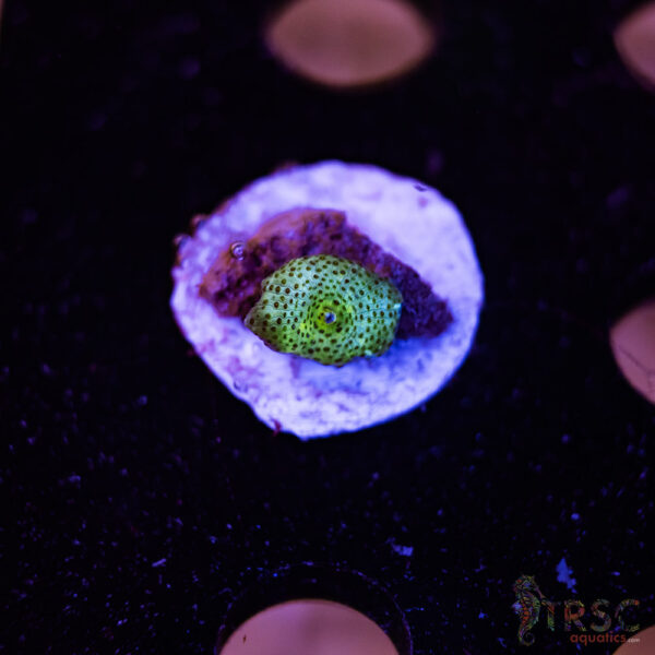 Ice Leopard Mushroom A06