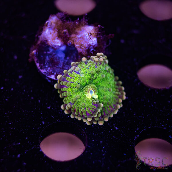 Purple Rim Yuma Mushroom A07