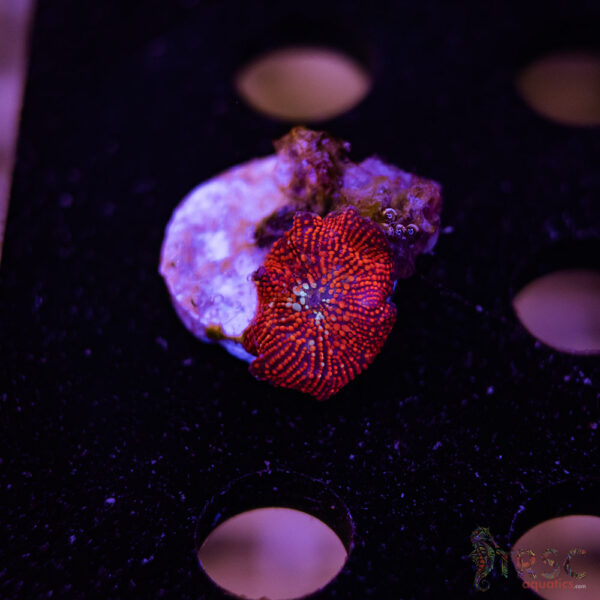 Red Galaxy Mushroom A08