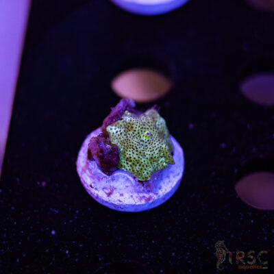 Ice Leopard Mushroom A09