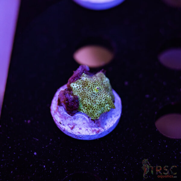 Ice Leopard Mushroom A09