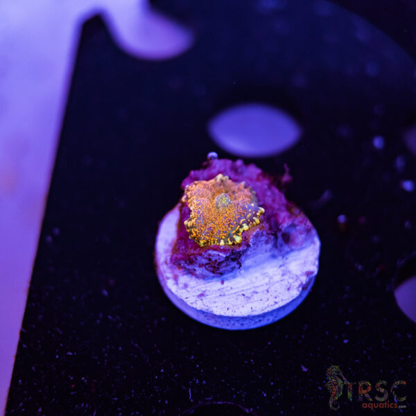 Red Rhodactis Mushroom A10