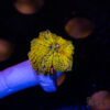 Golden Shower Rainbow Yuma Mushroom B01