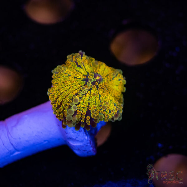 Golden Shower Rainbow Yuma Mushroom B01