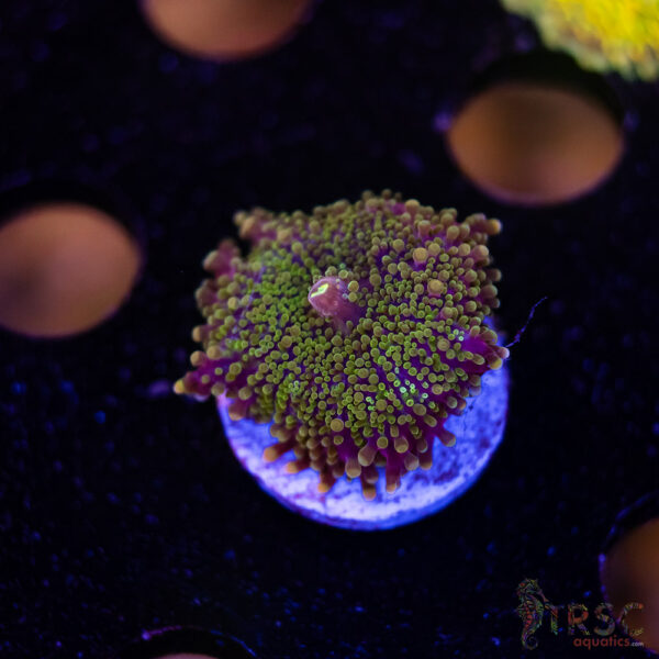 Purple Rim Yuma Mushroom B02