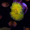 Golden Shower Rainbow Yuma Mushroom B03 2 TRSC 08192025 SHROOM B03