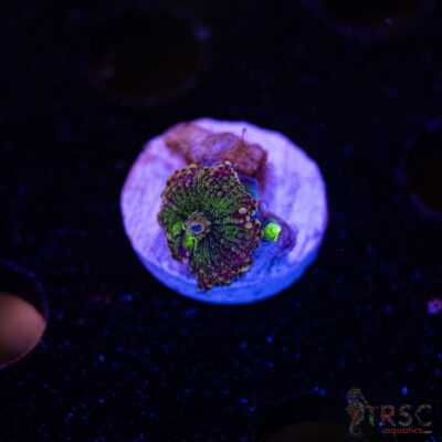 Purple Rim Yuma Mushroom B04