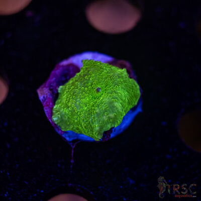 Green Mushroom B06