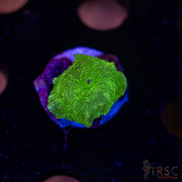 Green Mushroom B06