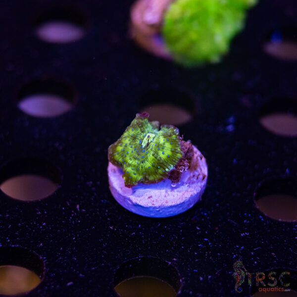 Blue Dot  Mushroom B09