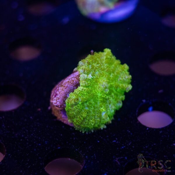 Green Mushroom B10