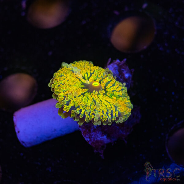 Golden Shower Rainbow Yuma Mushroom C01