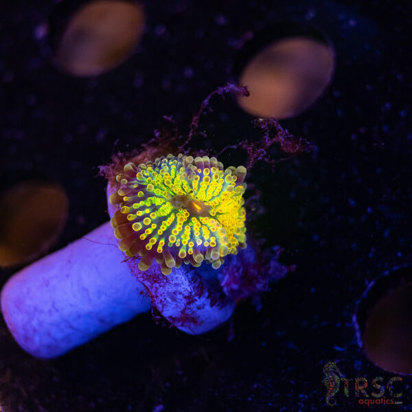 Golden Shower Rainbow Yuma Mushroom C02