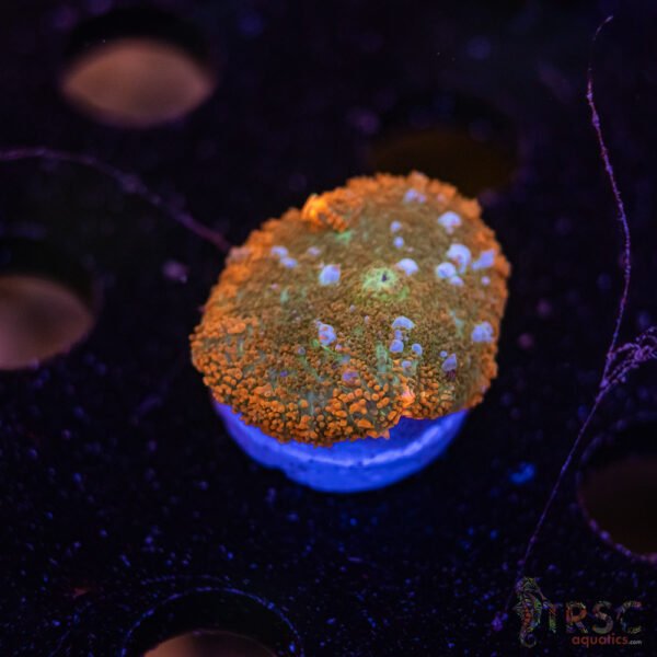 Bounce Ring of Fire (ROF) Mushroom C05