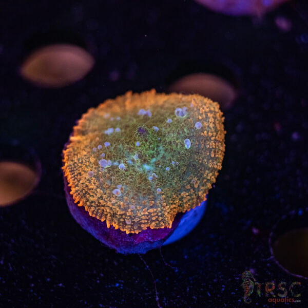 Bounce Ring of Fire (ROF) Mushroom C06