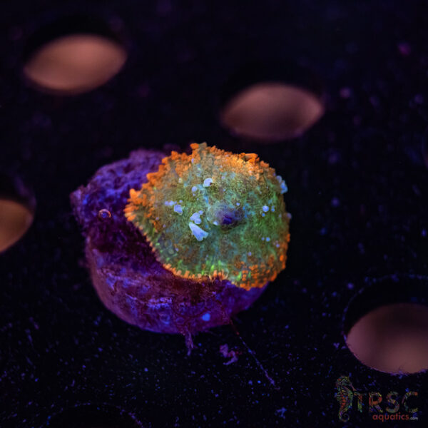 Bounce Ring of Fire (ROF) Mushroom C07