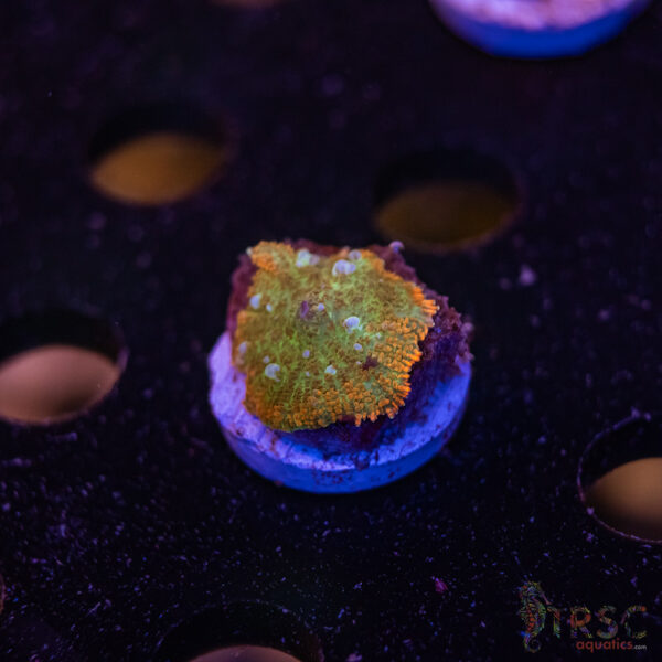 Bounce Ring of Fire (ROF) Mushroom C08