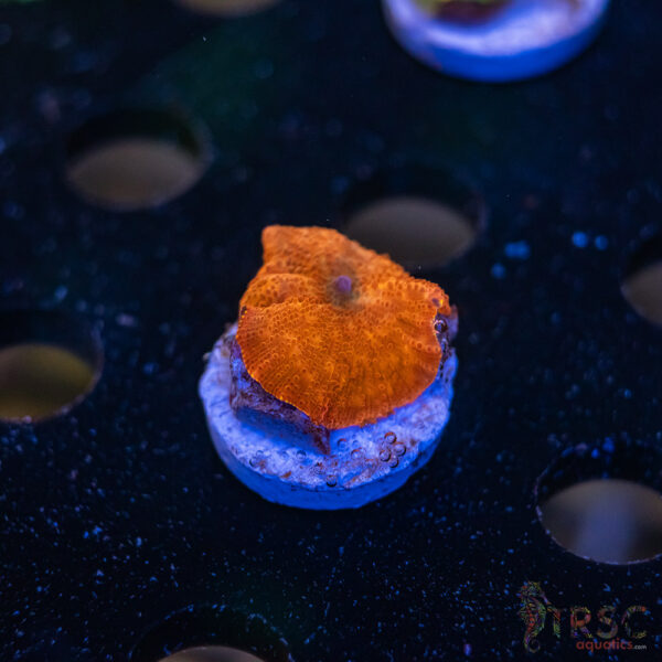 Red Devil Mushroom C09