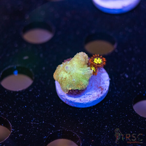 Shroom X Zoa C10