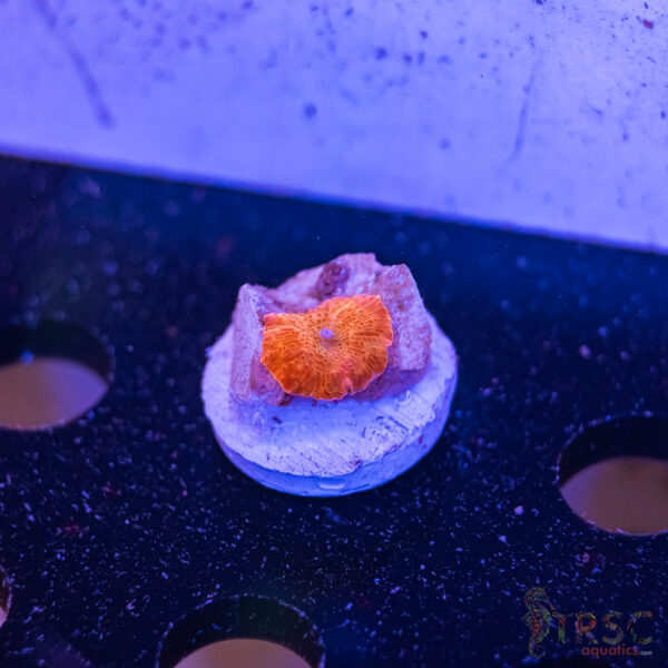 Red Devil Mushroom C11