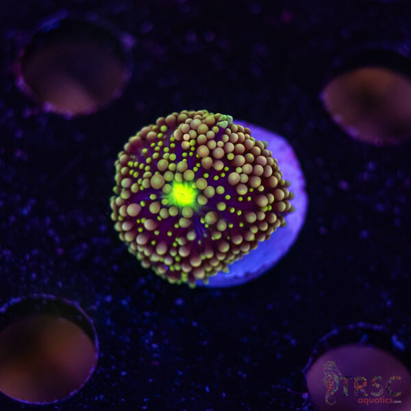 Assorted Ricordea Mushroom D01