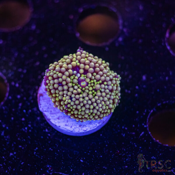 Assorted Ricordea Mushroom D02
