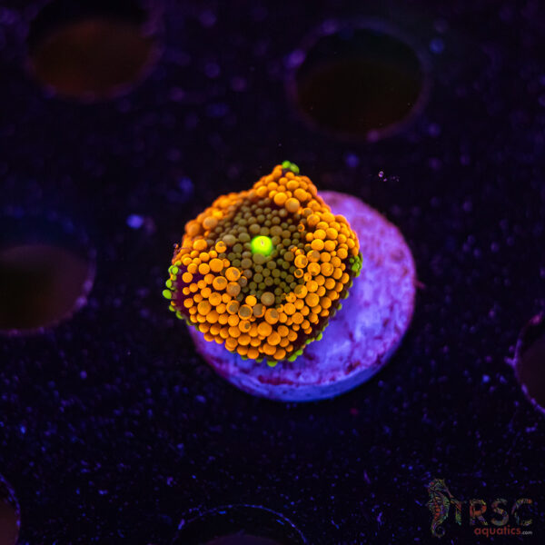 Orange Ricordea Mushroom D03