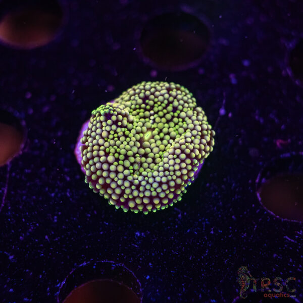 Assorted Ricordea Mushroom D04
