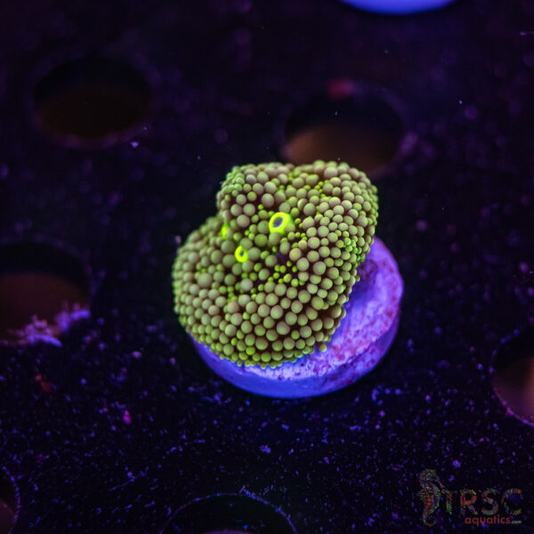 Assorted Ricordea Mushroom D05