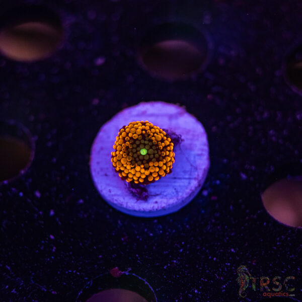 Orange Ricordea Mushroom D06