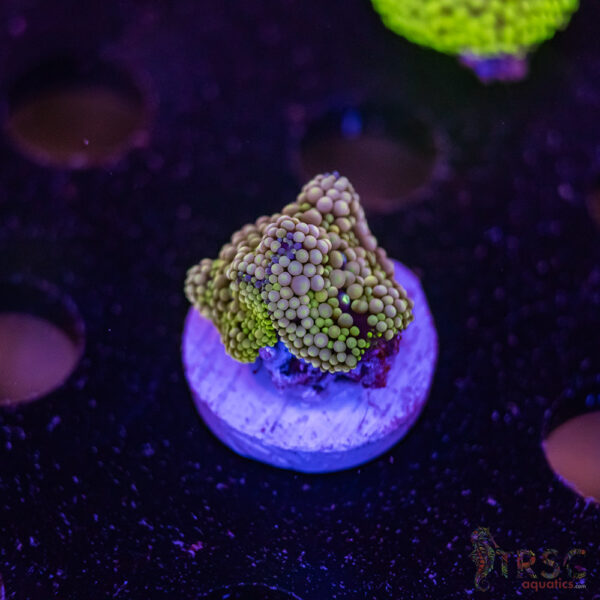 Assorted Ricordea Mushroom D08