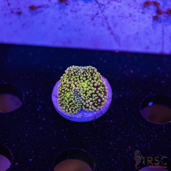 Assorted Ricordea Mushroom D11