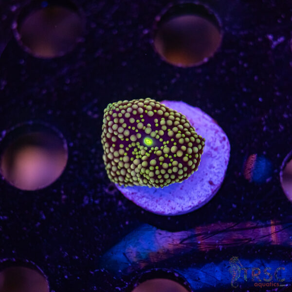 Assorted Ricordea Mushroom E01