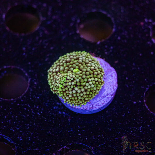 Assorted Ricordea Mushroom E03
