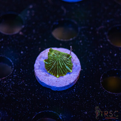 Green Tuxedo Mushroom E06