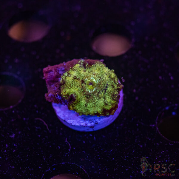 Green Dots Mushroom E07