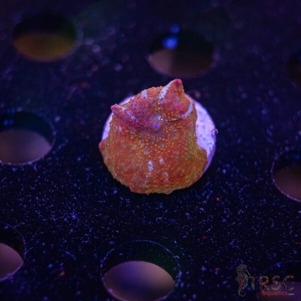 Pastel Rainbow Mushroom E08