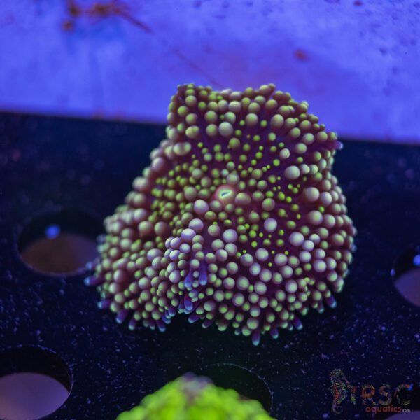 Assorted Ricordea Mushroom E11
