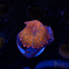 Superman Discosoma Mushroom A03 2 TRSC 08192025 SHROOM F01