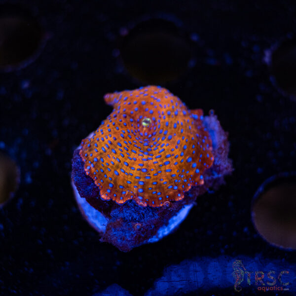 Superman Discosoma Mushroom F01