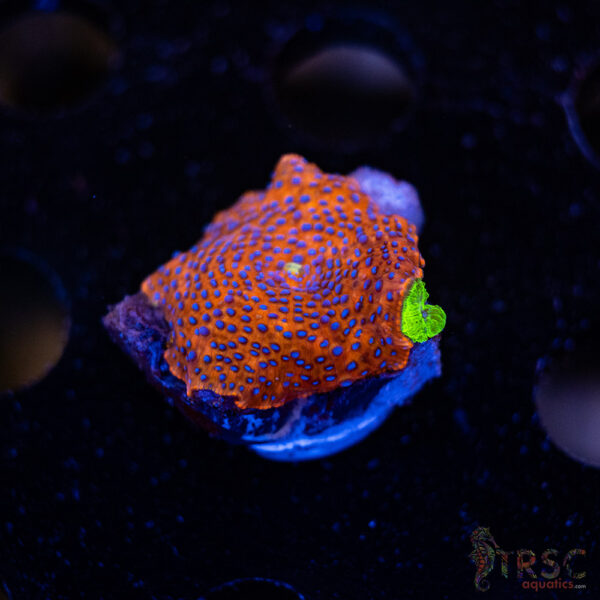 Superman Discosoma Mushroom F02