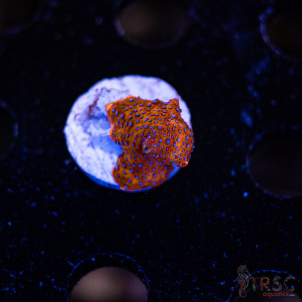 Superman Discosoma Mushroom F03