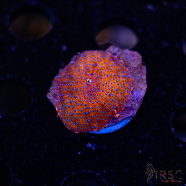 Superman Discosoma Mushroom F04