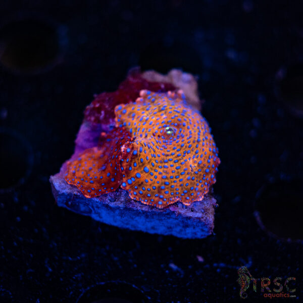 Superman Discosoma Mushroom F05