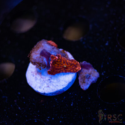 Superman Discosoma Mushroom F06