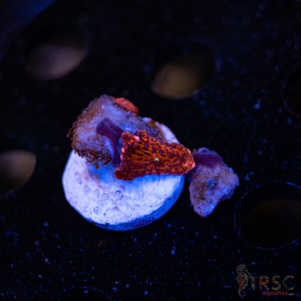 Superman Discosoma Mushroom F06