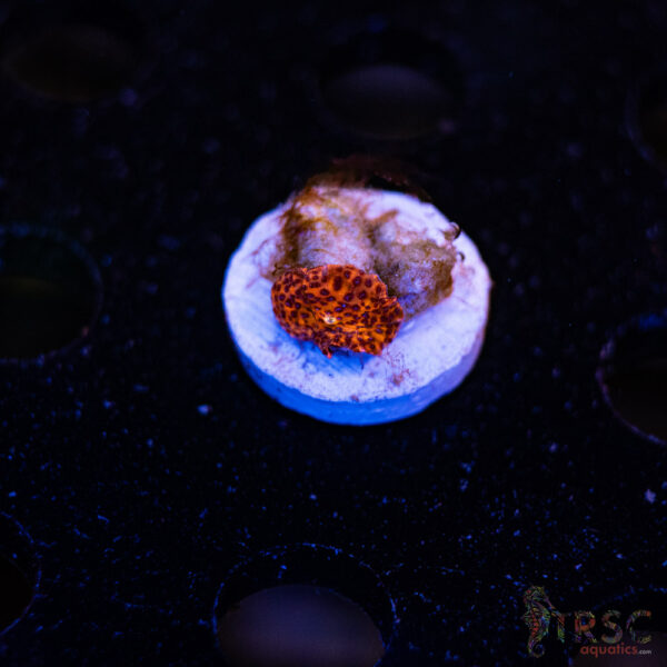Superman Discosoma Mushroom F07
