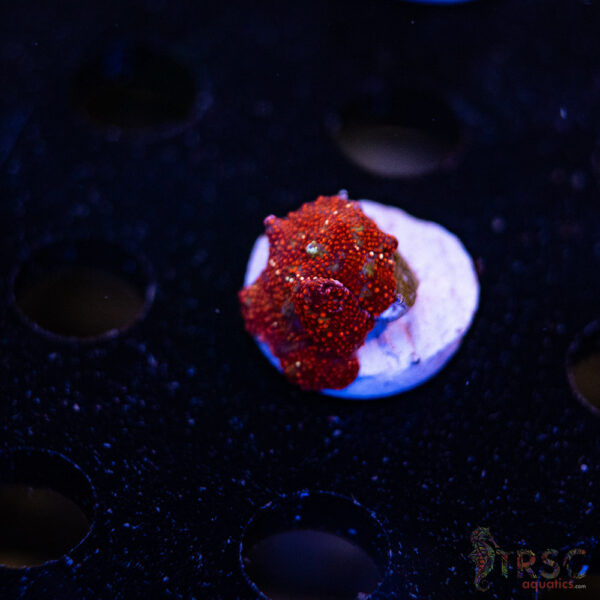 Superman Discosoma Mushroom F08