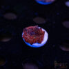Superman Discosoma Mushroom A08 1 TRSC 08192025 SHROOM F09